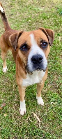 NADIR SIMIL BOXER SOCIEVOLE EDUCATO CANE IN ADOZIONE