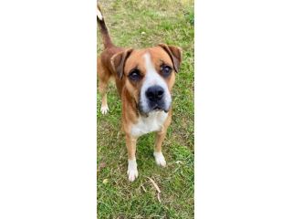 NADIR SIMIL BOXER SOCIEVOLE EDUCATO CANE IN ADOZIONE