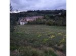 SIENA vendesi terreno AGRICOLO  località COLONNA SAN  DI 20000 MQ