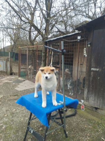 Cucciola di Akita Inu femmina con pedigree ENCI - Foto 3