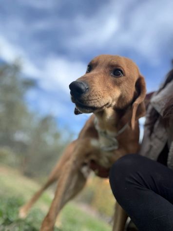 DIAMANTE SOCIEVOLE DELICATO CANE IN ADOZIONE  TG CONTENUTA - Foto 5
