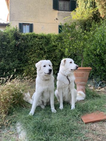 Cuccioli Pastore Maremmano Abruzzese - Foto 6