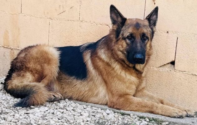 JACK 2 ANNI PASTORE TEDESCO PURO E’ IN CANILE - Foto 6