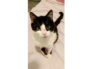 regalo gatto adozione di amore