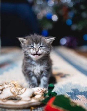 bellissimi gattini maine coon - Foto 2