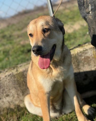 MINERVA CAGNOLINA IN ADOZIONE - Foto 4