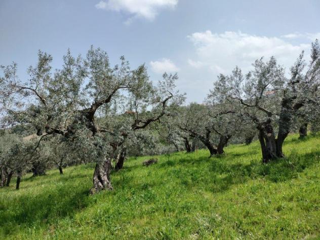 Uliveto in vendita a Mozzagrogna - Foto 5