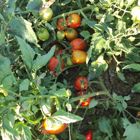 Pomodori da salsa non trattati, coltivati nel mio orto. - Foto 4