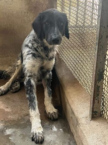 PROCOPIA, UN'OCCASIONE DI VITA, CAGNOLINA IN ADOZIONE - Foto 4