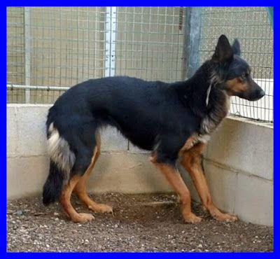 KITANA, SPLENDIDA MIX LUPETTA CERCA CASA - Foto 4