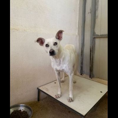 UBALDA TIMIDA PACATA MOLTO CALMA CAGNOLINA IN ADOZIONE - Foto 5