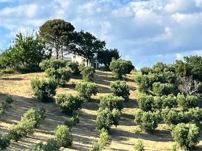Vendesi azienda agricola biologica con uliveto, querce e casale – Altomonte (CS) - Foto 2