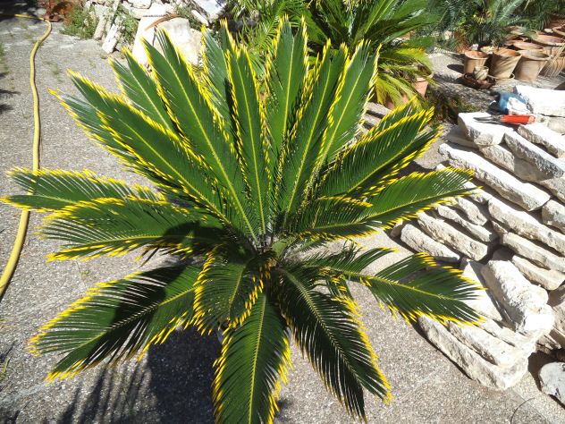 CYCAS REVOLUTA VAR. 'AUREA'