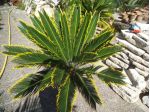 CYCAS REVOLUTA VAR. 'AUREA'