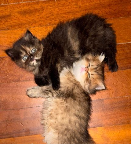 Gatto - Foto 2