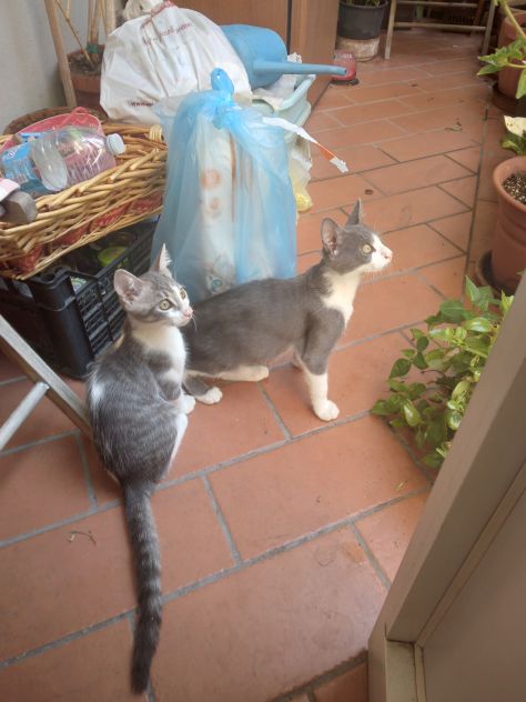 Gatti - Foto 7