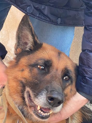 Pastore Tedesco femmina 5anni e 1/2 educata rimasta sola.MESSINA - Foto 4