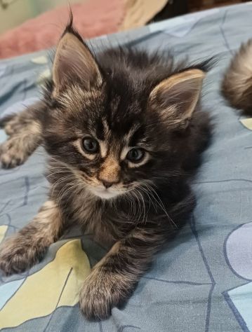 Maine coon cuccioli bellissimi - Foto 6