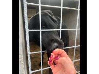 SIRIUS MIX LABRADOR CANE IN ADOZIONE