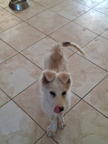 Clemente cucciolo - Foto 3