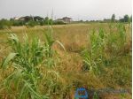 Terreno agricolo in vendita a Larciano 1540 mq  Rif: 1278056