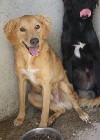 BLONDE 2 ANNI taglia media - Foto 7