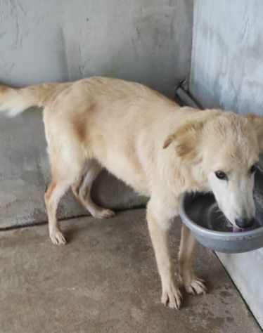 CANE IN ADOZIONE: MIELE, taglia medio contenuta - Foto 6