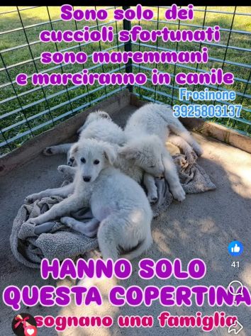 SPLENDIDI CUCCIOLI PMA IN ADOZIONE - Foto 7