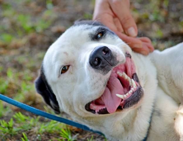 DHARMA, bellissima mix dalmata - Foto 2