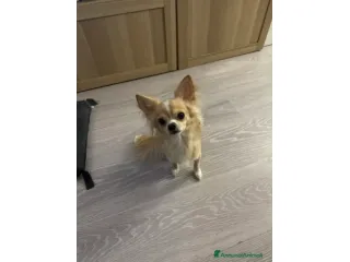 Vendo due cuccioli di chihuahua di un anno