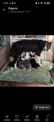 Cuccioli di Border collie - Foto 5