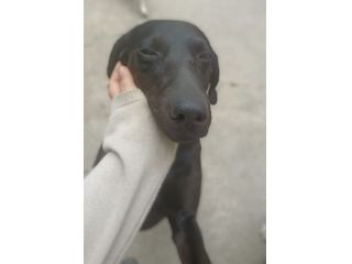Giuditta