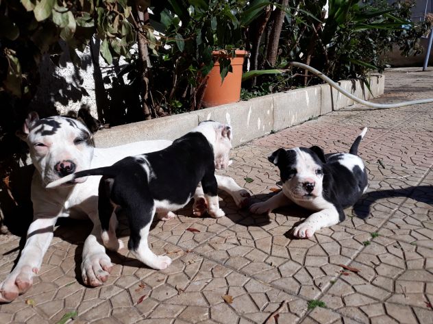 American Staffordshire e Pit Bull Terrier - Foto 4