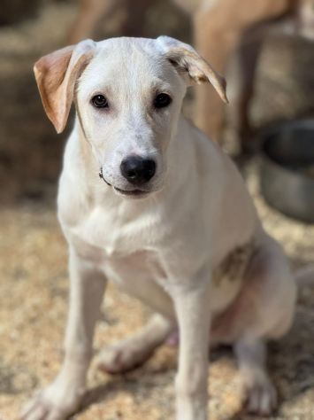 SPUGNA CUCCIOLO IN ADOZIONE - Foto 2
