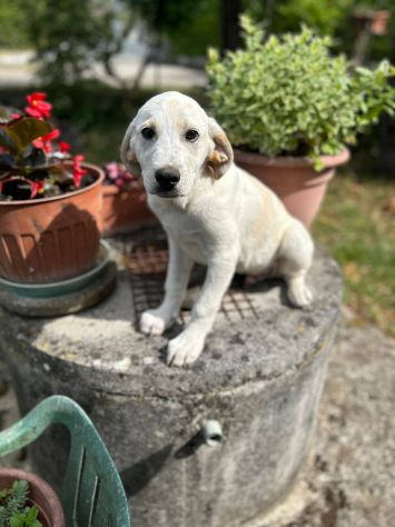 Roby cucciolo - Foto 3