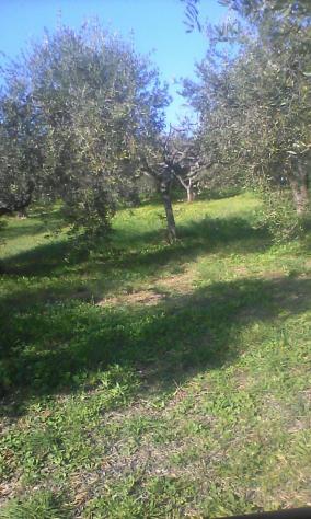 Uliveto in vendita a Torrevecchia Teatina