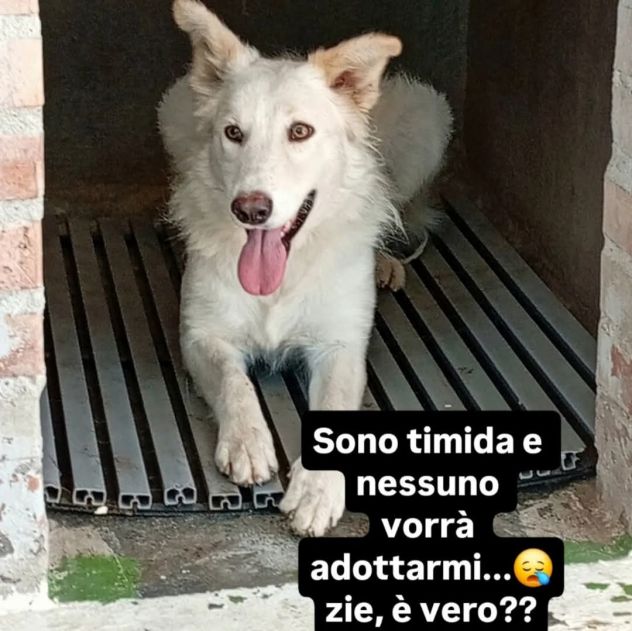 DALILA TENERISSIMA CANE IN ADOZIONE - Foto 3