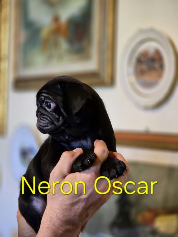 Cuccioli di carlino con pedigree - da 1800€ a 2200€ - Foto 6