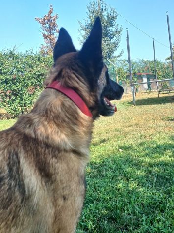 LAIKA, Pastore Belga Malinois, adozione del cuore - Foto 4