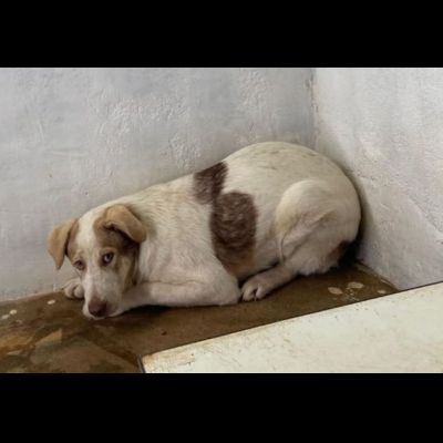 JHONNY rimarrà recluso a vita, ha solo 1 anno. Cane in adozione - Foto 2