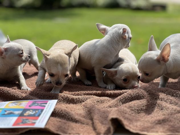 Cuccioli di Chihuahua Toy - Foto 4