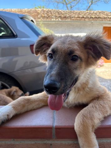 Tonino cucciolo - Foto 3