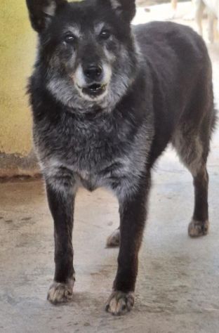 LUNA 12 ANNI taglia media