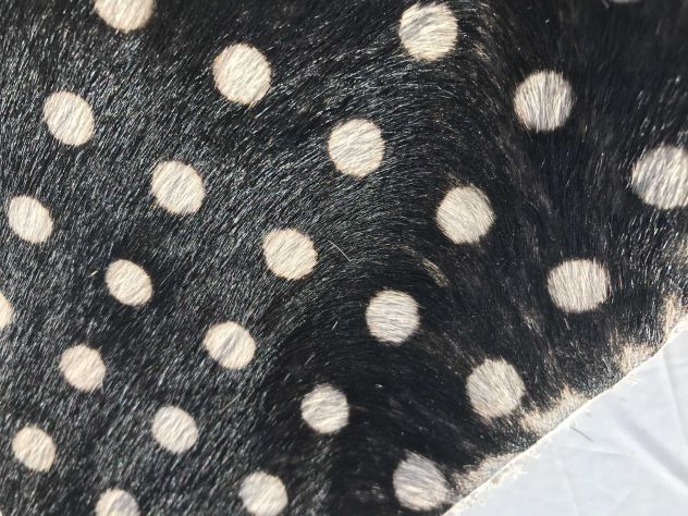 Pelle cavallino a pois bianco e nero - Foto 3