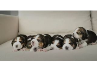 Beagle tricolore cuccioli