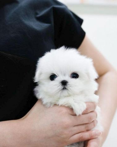 maltese cuccioli toy