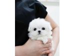 maltese cuccioli toy