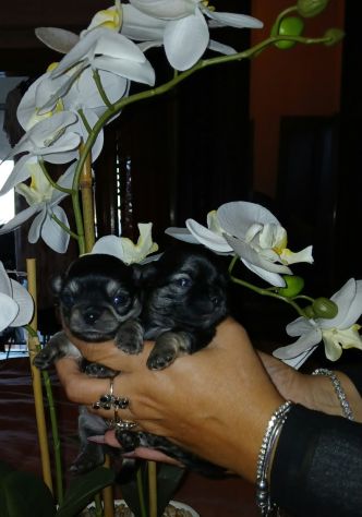 Cuccioli di chihuahua toy - Foto 2