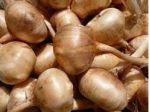 Bulbi e pistilli di Zafferano