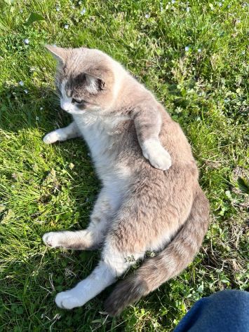 Gatto cerca nuova casa - Foto 3